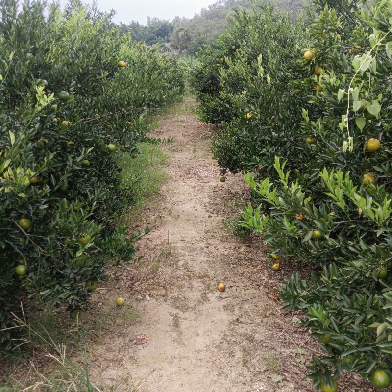 自家果园新会茶枝柑陈皮柑嗮皮柑
