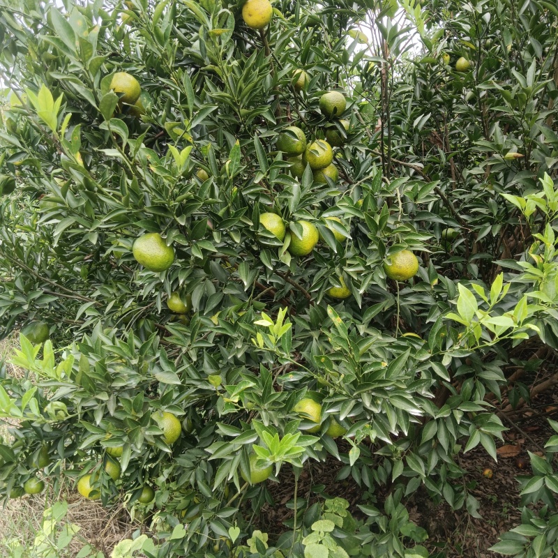 自家果园新会茶枝柑陈皮柑嗮皮柑