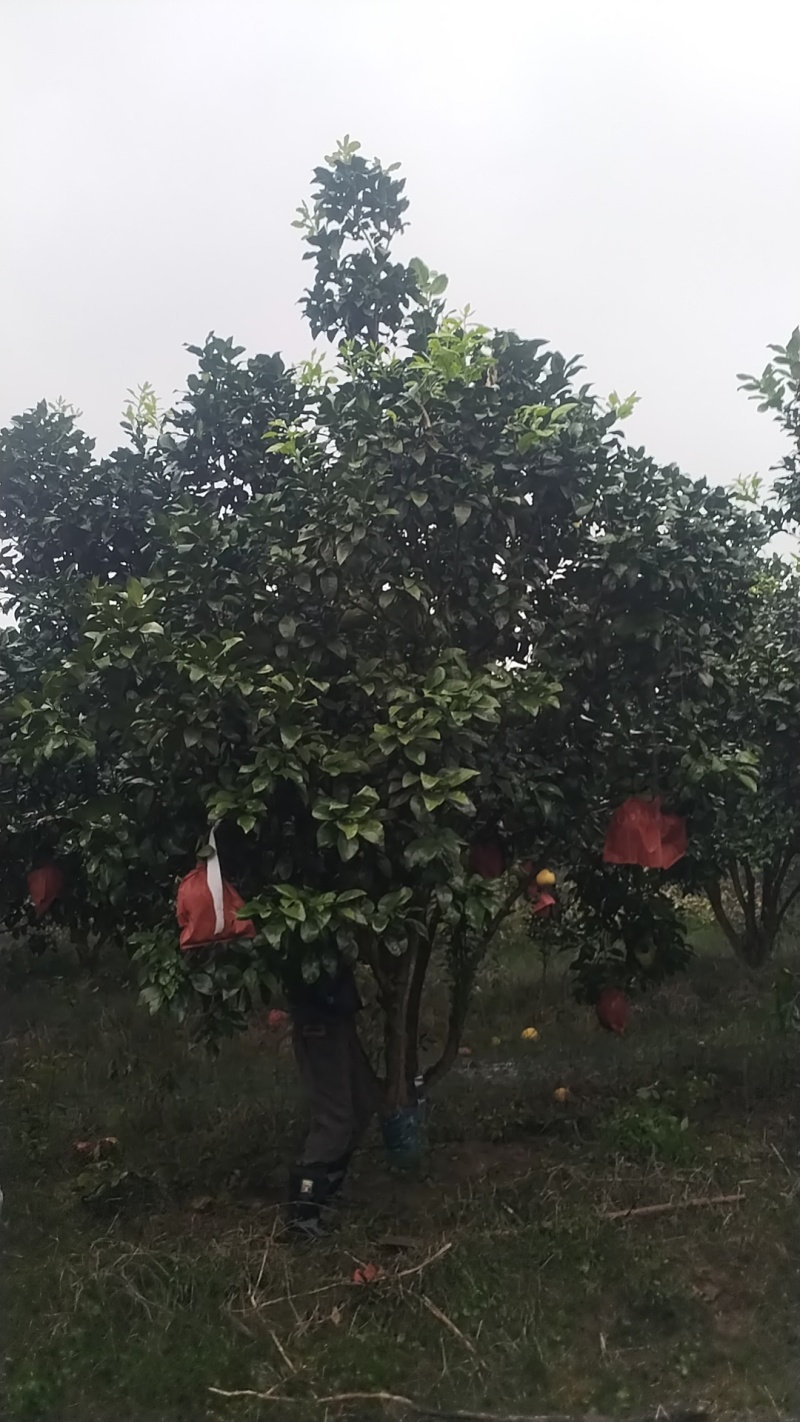 丛生香泡