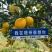 正宗赣南信丰脐橙