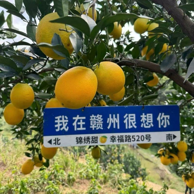 正宗赣南信丰脐橙