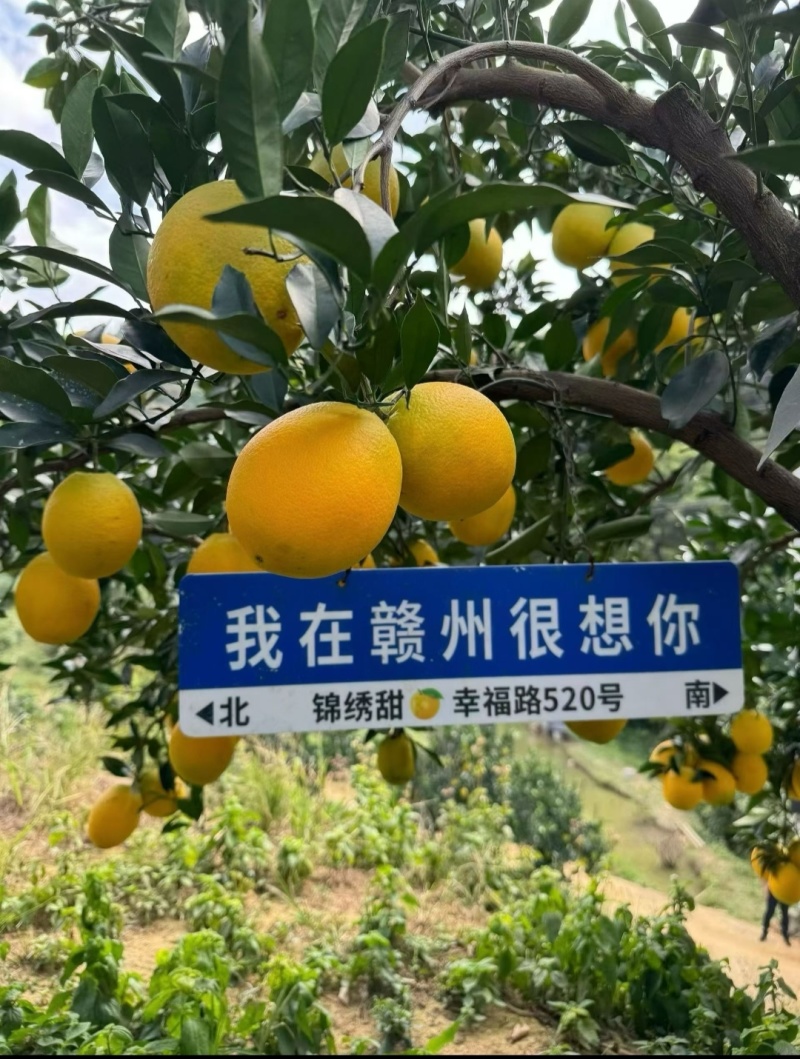 正宗赣南信丰脐橙