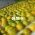 湖北宜昌高山蜜橘，红心蜜柚