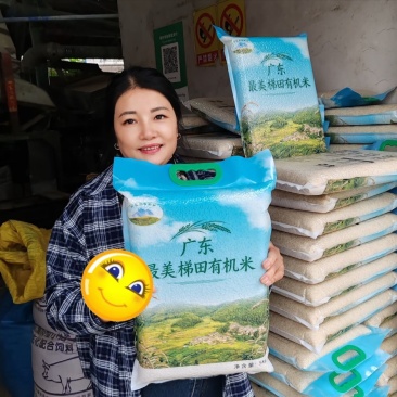 广东丹霞扶溪梯田大米