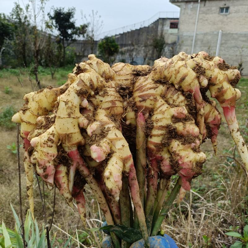需要的可以联系我