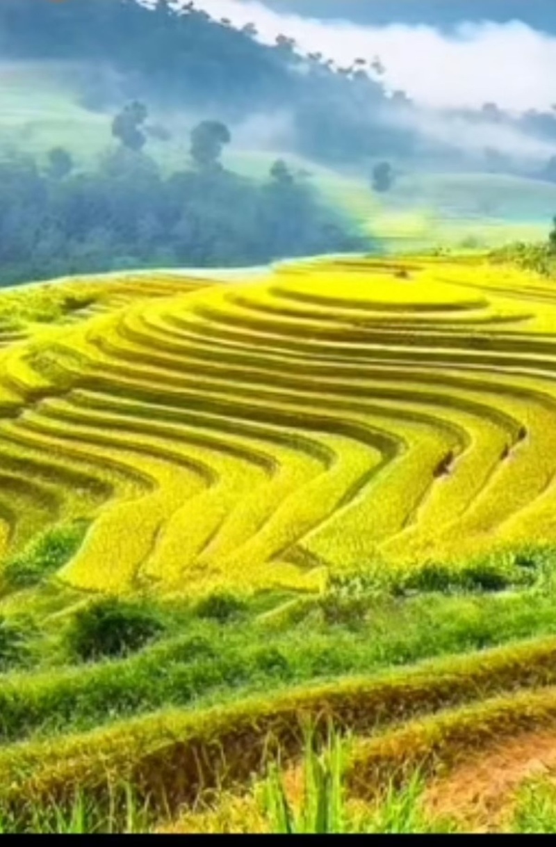 广东丹霞扶溪梯田大米