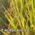 广东丹霞扶溪梯田大米