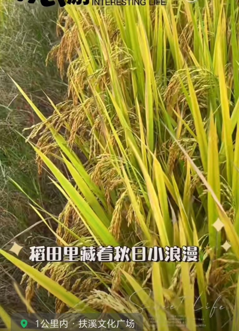 广东丹霞扶溪梯田大米