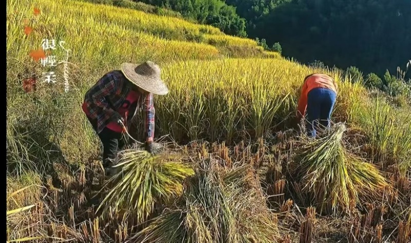 广东丹霞扶溪梯田大米