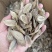 郁金中药材无硫郁金片新货干货保质保量