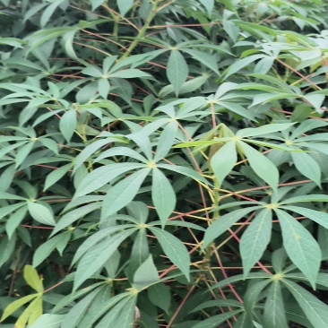华南9号黄肉木薯