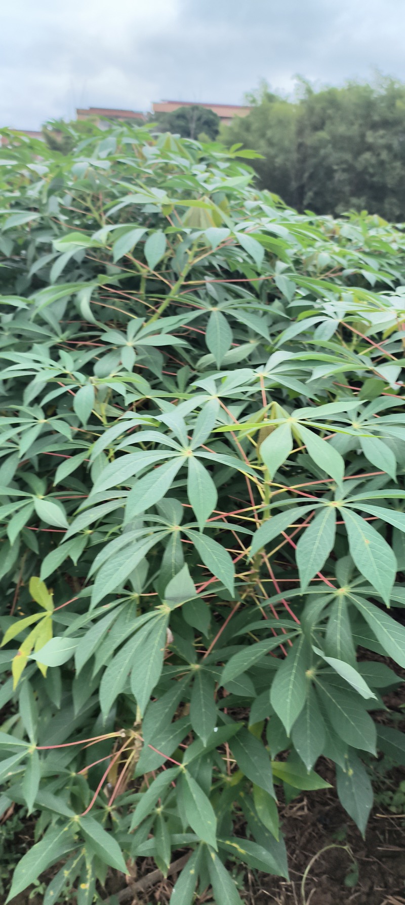 华南9号黄肉木薯