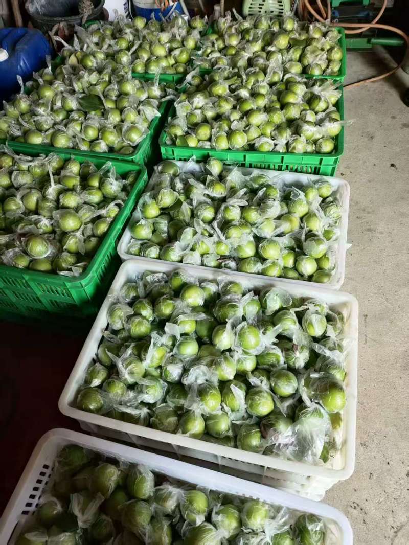 牛奶枣苹果枣，全国发货，诚信经营，可视频看货，量大从优