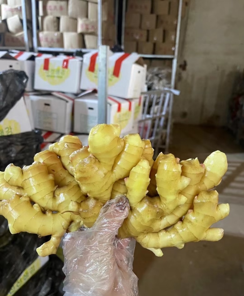 【小黄姜】品类规格齐全，鲜姜/窖藏，品质保证，接电商批发