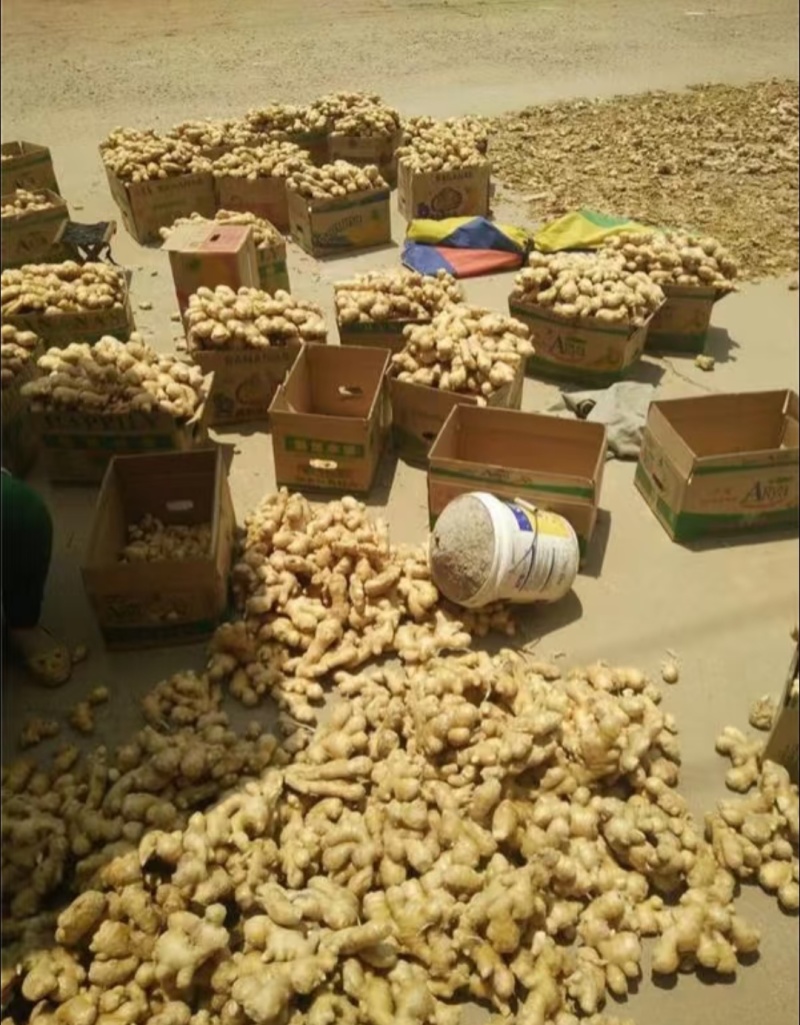 【小黄姜】品类规格齐全，鲜姜/窖藏，品质保证，接电商批发