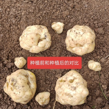 好品种亩产4000斤质量有保证售后上门指导