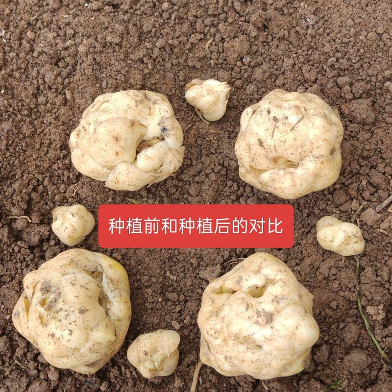 好品种亩产4000斤质量有保证售后上门指导