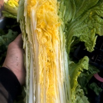 60白菜河北廊坊精品白菜大量上市，一手货源，产地直销