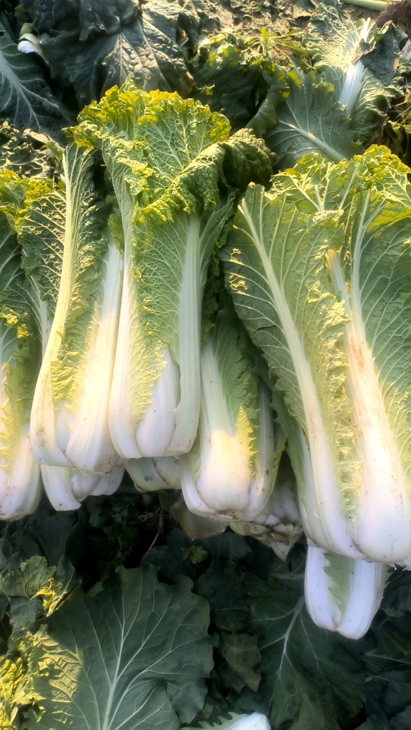 60白菜河北廊坊精品白菜大量上市，一手货源，产地直销
