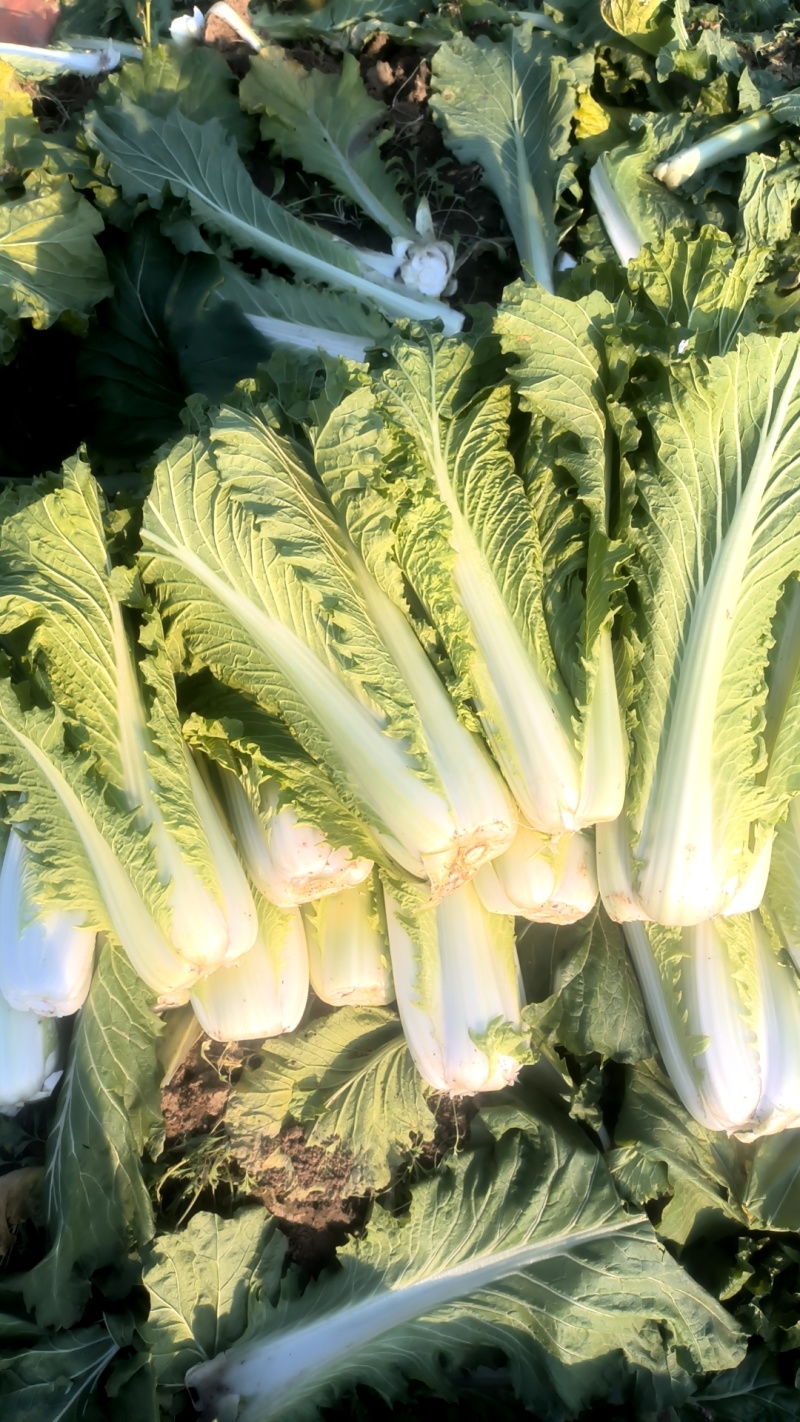 60白菜河北廊坊精品白菜大量上市，一手货源，产地直销