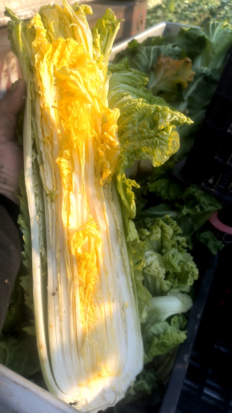 60白菜河北廊坊精品白菜大量上市，一手货源，产地直销