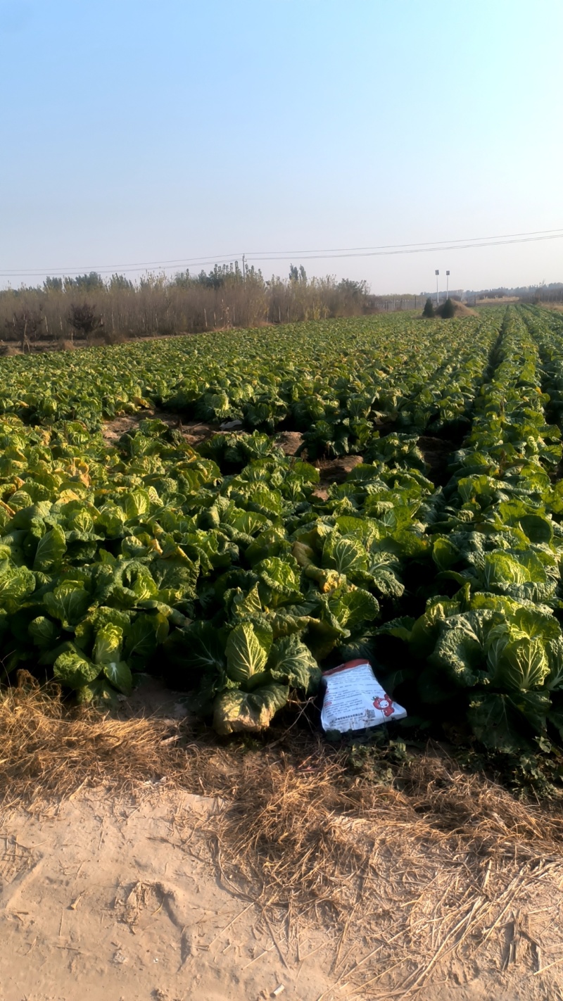 60白菜河北廊坊精品白菜大量上市，一手货源，产地直销