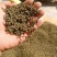 吴茱萸无硫高质量吴茱萸小花中花纯净货规格齐全批发