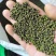 吴茱萸无硫高质量吴茱萸小花中花纯净货规格齐全批发