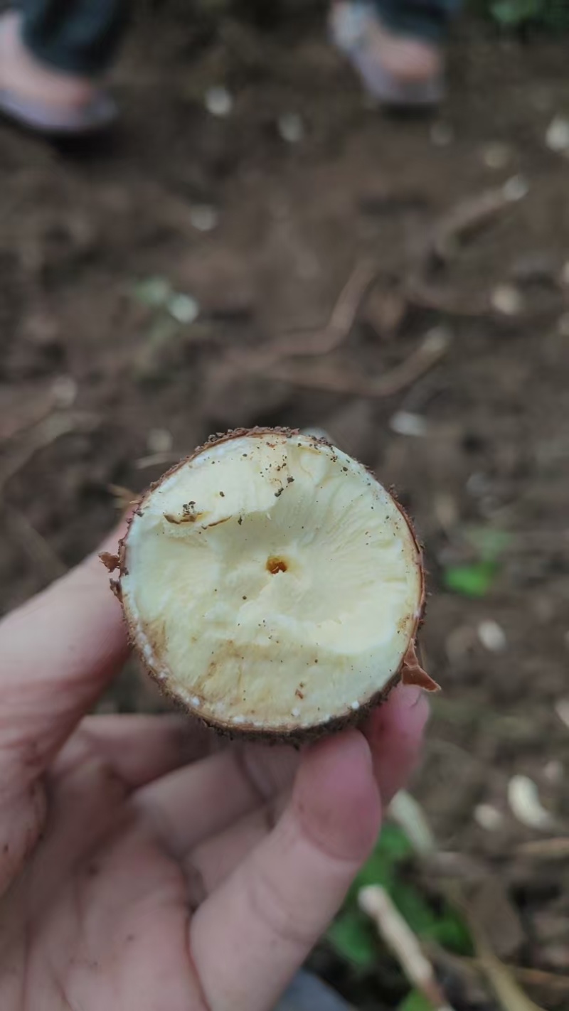华南9号黄肉木薯