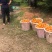 福建茂谷柑大量接单产地直发品质保证欢迎下单