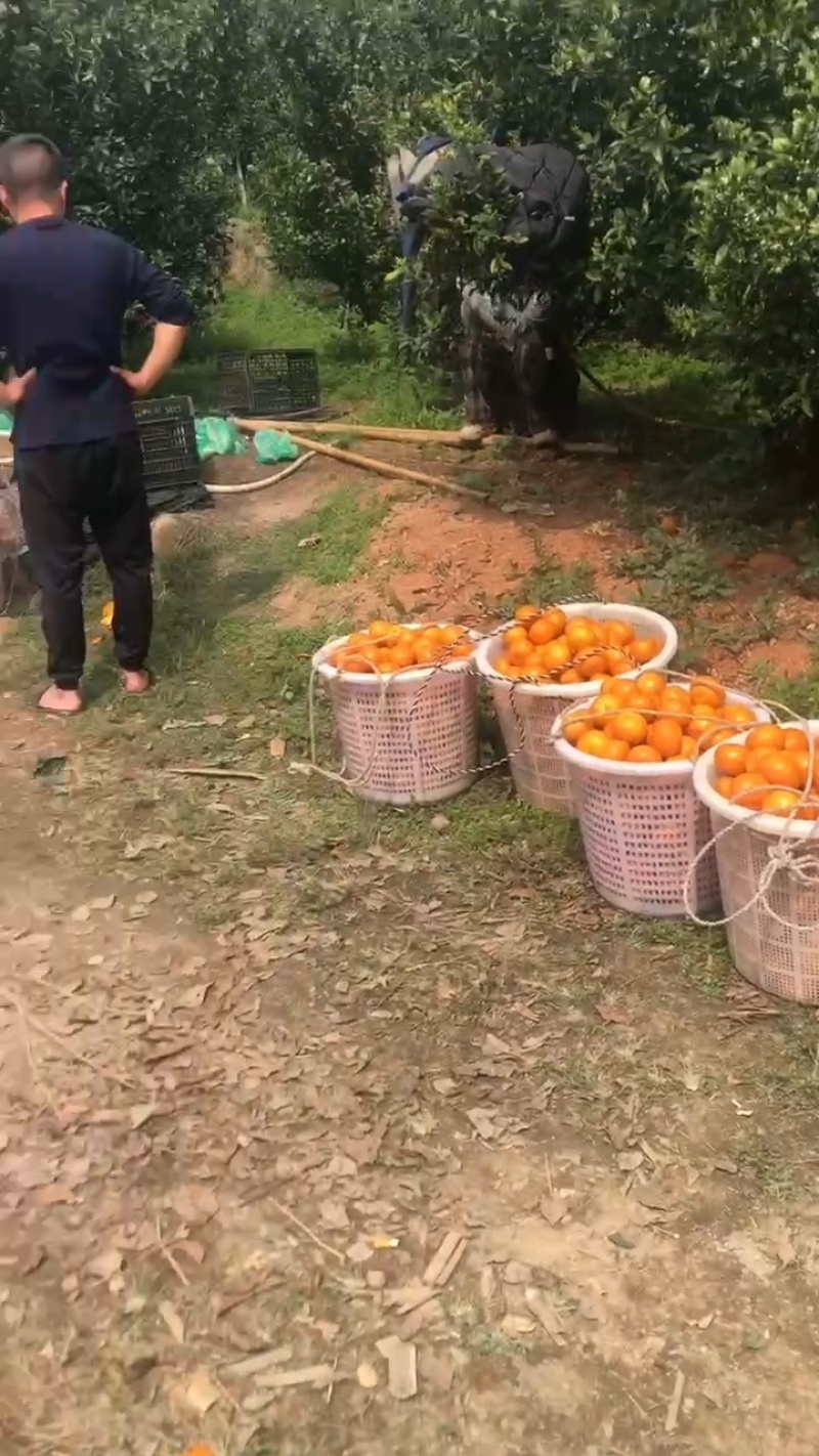 福建茂谷柑大量接单产地直发品质保证欢迎下单