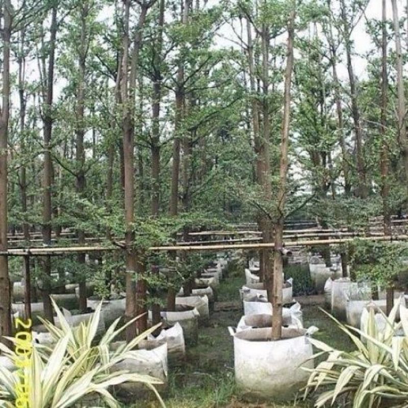 植树袋无纺布加厚美植袋批发多规格植树育苗袋