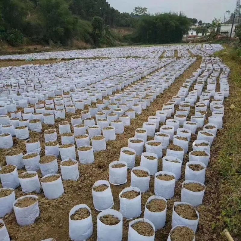 植树袋无纺布加厚美植袋批发多规格植树育苗袋