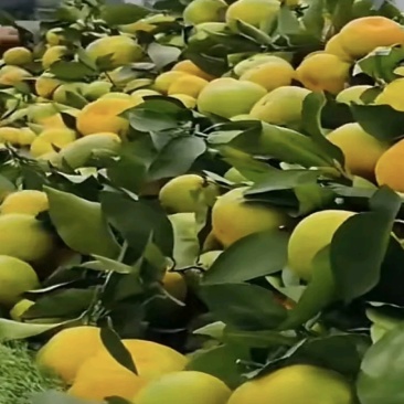 汉中蜜橘
