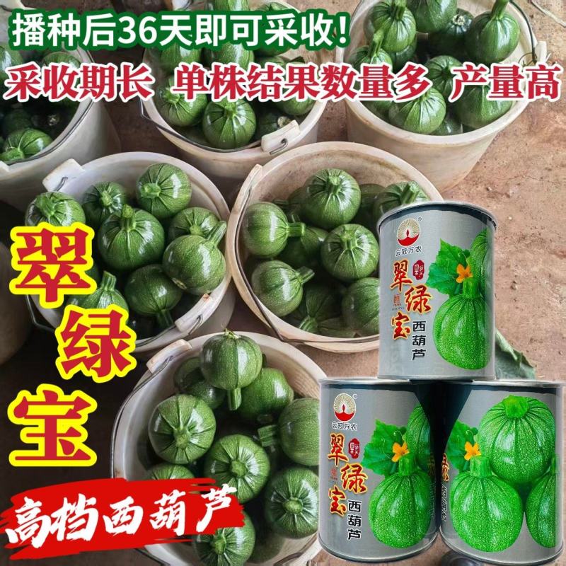 翠绿宝西葫芦种子高档无蔓圆形西葫芦种籽产量高瓜色油亮元宝