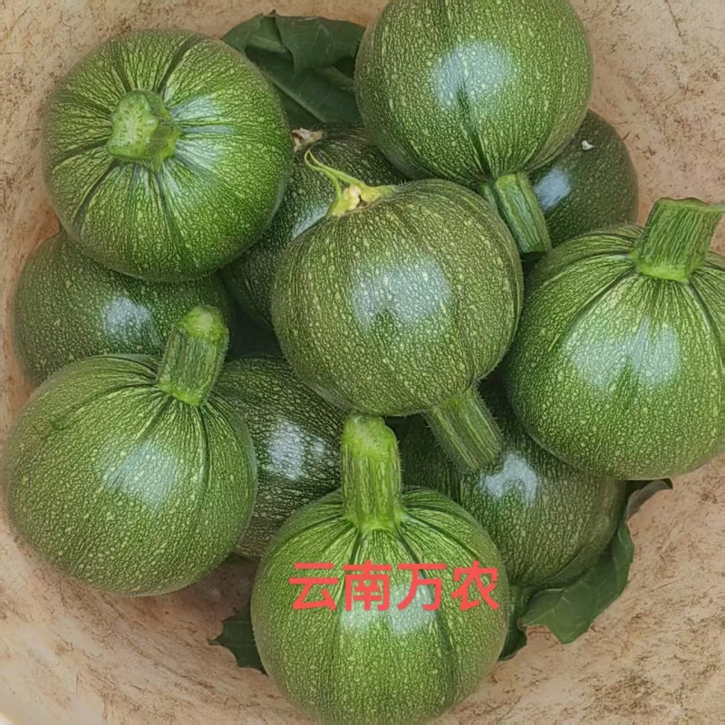 翠绿宝西葫芦种子高档无蔓圆形西葫芦种籽产量高瓜色油亮元宝