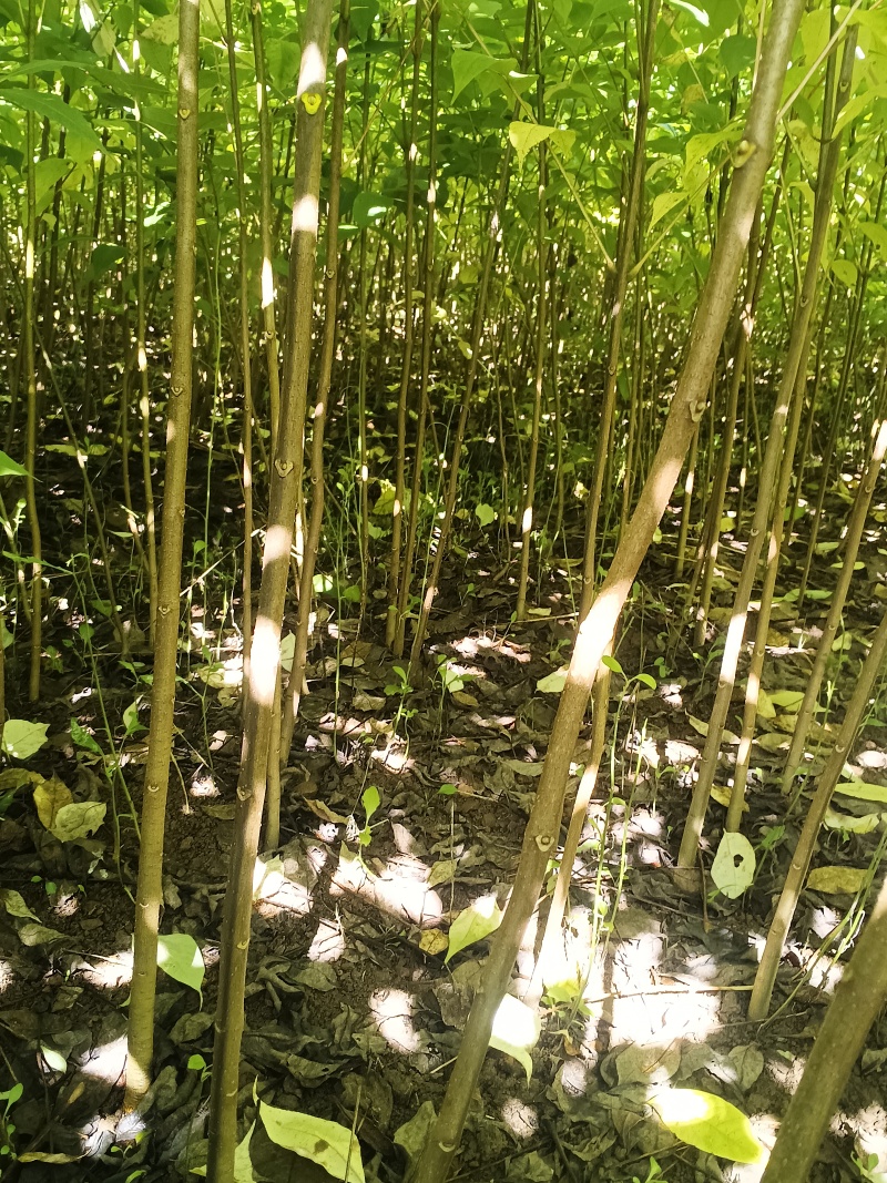 【牛商优选】宜宾川黄柏苗量大供应现挖现发保证成活率