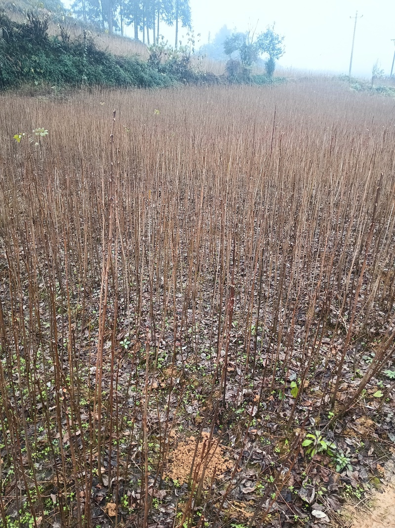【牛商优选】宜宾川黄柏苗量大供应现挖现发保证成活率