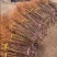山丁子嫁接各种苹果苗耐寒枕木