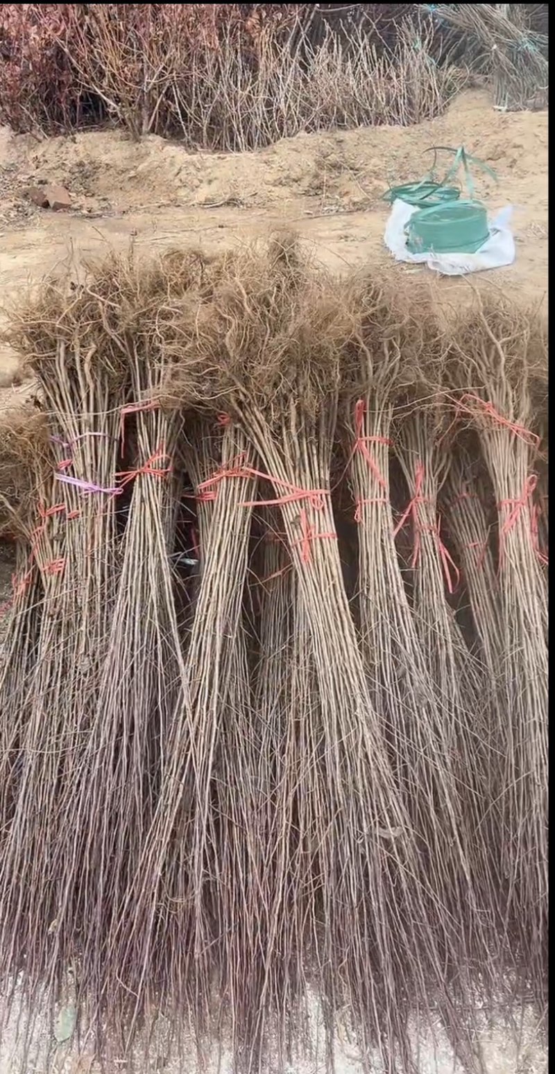 山丁子嫁接各种苹果苗耐寒枕木