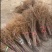 山丁子嫁接各种苹果苗耐寒枕木