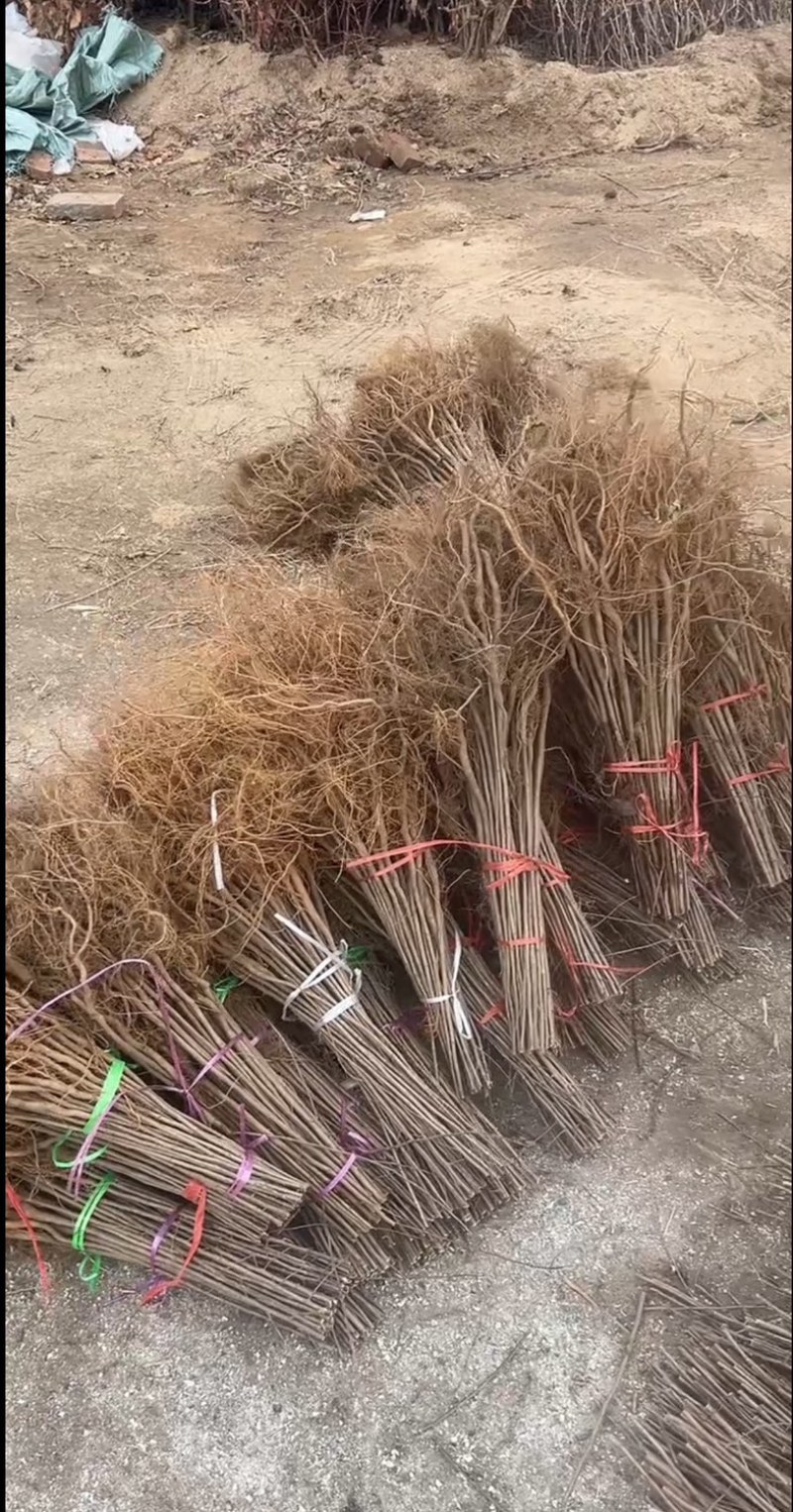 山丁子嫁接各种苹果苗耐寒枕木