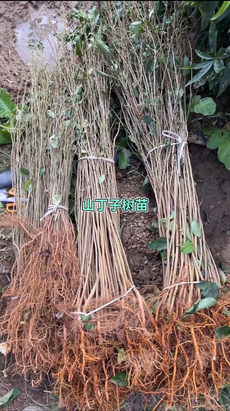 山丁子嫁接各种苹果苗耐寒枕木
