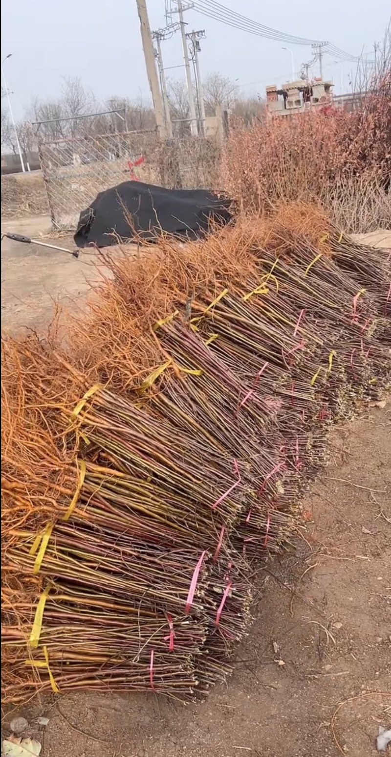 山丁子嫁接各种苹果苗耐寒枕木
