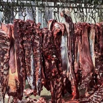 新鲜水牛牛肉长期批发市场餐饮量大欢迎光临
