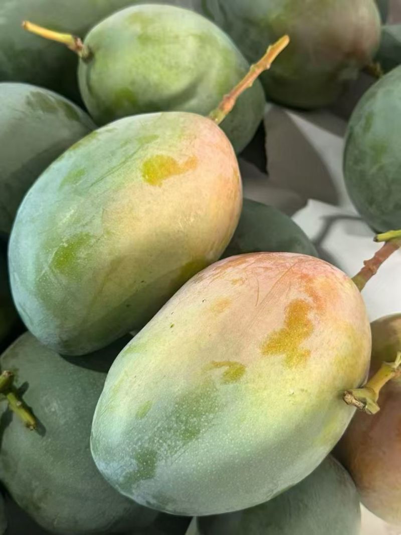 攀枝花凯特芒果自种，欢迎老板看货