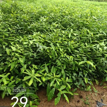 栓皮栎树苗（栎木树苗〉一年苗适合荒山或项目上用
