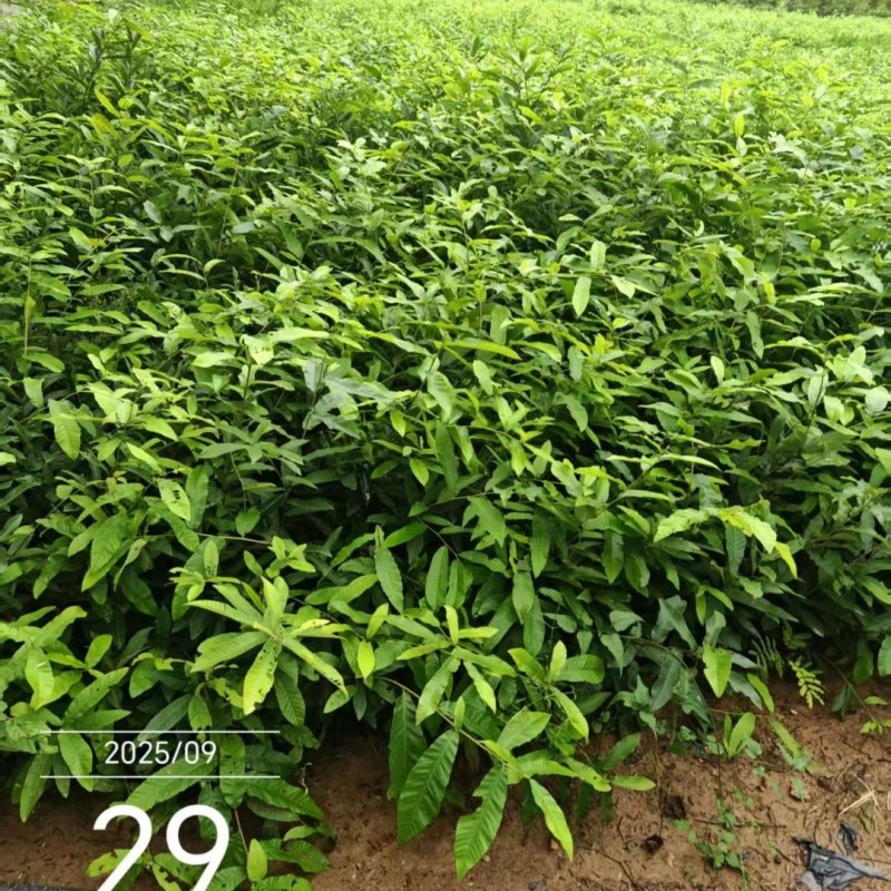 栓皮栎树苗（栎木树苗〉一年苗适合荒山或项目上用