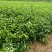 栓皮栎树苗（栎木树苗〉一年苗适合荒山或项目上用