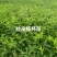 栓皮栎树苗（栎木树苗〉一年苗适合荒山或项目上用